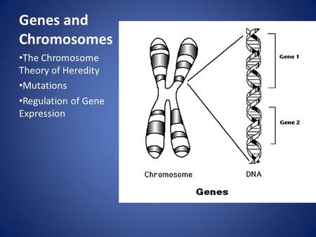 Genes and Chromosomes The Chromosome Theory of Heredity Mutations Regulation of Gene Expression.