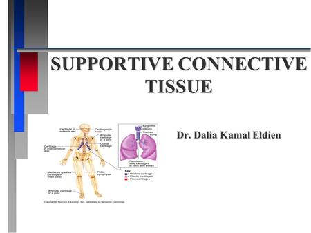 SUPPORTIVE CONNECTIVE TISSUE Dr. Dalia Kamal Eldien