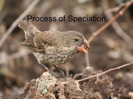 Process of Speciation. How do natural selection and genetic drift create new species? –Speciation – formation of new species –Species – group of organisms.