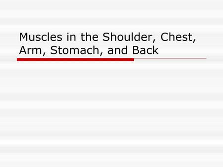 Muscles in the Shoulder, Chest, Arm, Stomach, and Back.