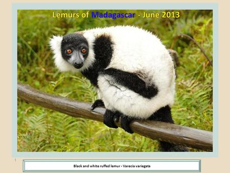 1 Black and white ruffed lemur - Varecia variegata.