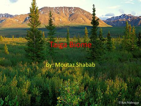 Taiga Biome By: Moutaz Shabab. Where is the Taiga Located The taiga is the biggest biome in the world, located on the northern hemisphere of the world,