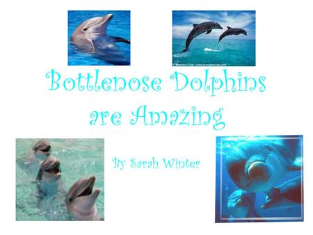 Bottlenose Dolphins are Amazing By Sarah Winter. Scientific Clarifications Classification: Kingdom Animalia Phylum Chordata Class Mammalia Order Cetacea.