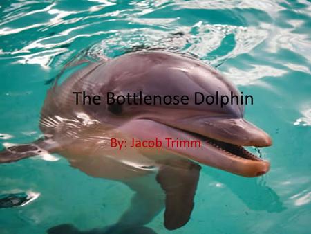 The Bottlenose Dolphin By: Jacob Trimm. Family/Class The Bottlenose Dolphin is the most well- known member of the family Delphinidae Recent studies show.