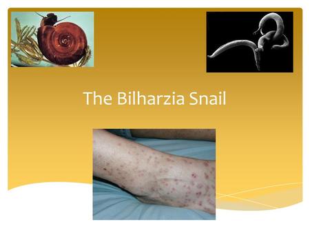 The Bilharzia Snail.
