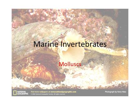Marine Invertebrates Molluscs. Snails, clams, octopuses, and other familiar forms are members of the phylum Mollusca There are more species of molluscs.