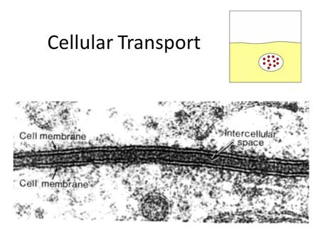 Cellular Transport. Types of Cellular Transport Passive Transport cell doesn’t use energy Active Transport cell does use energy high low Weeee!! ! high.