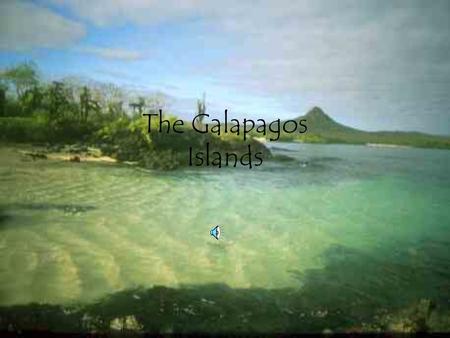 The Galapagos Islands. Location The Galapagos islands are located in the Caribbean.