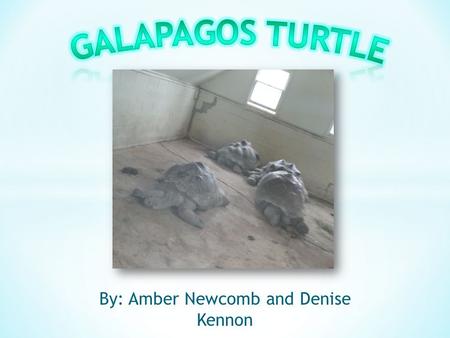 By: Amber Newcomb and Denise Kennon. o Also known as Geochelone Nigra o Located in the Galapagos Islands of Ecuador.