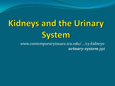 Kidneys and the Urinary System