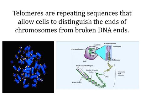 Telomeres are repeating sequences that allow cells to distinguish the ends of chromosomes from broken DNA ends. Telomeres prevent DNA damage – they allow.