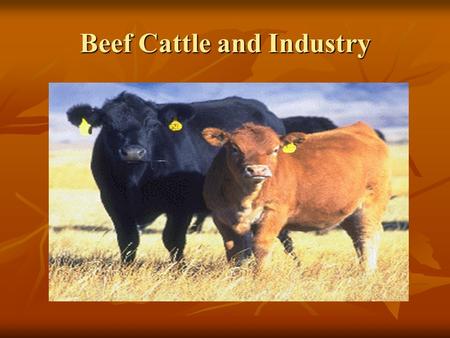 Beef Cattle and Industry. I CAN ….. I CAN ….. - Identify the main beef breeds - Explain how important the industry is and how it works. - Describe the.