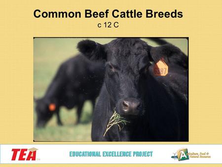 Common Beef Cattle Breeds