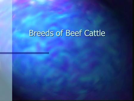 Breeds of Beef Cattle. Angus n Originated in Scotland n Solid black in color n Naturally polled n Consumer preference led to Certified Angus Beef.