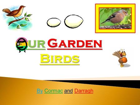 By Cormac and Darragh 1. The Robin is 14 cm long. 2. The Robin has an orange-red breast. 3. The Robin eats insects, seeds and fruit. 4. The Robin is.