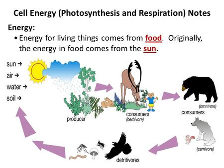 Cell Energy (Photosynthesis and Respiration) Notes