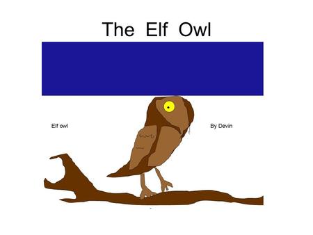 The Elf Owl By: Devin.