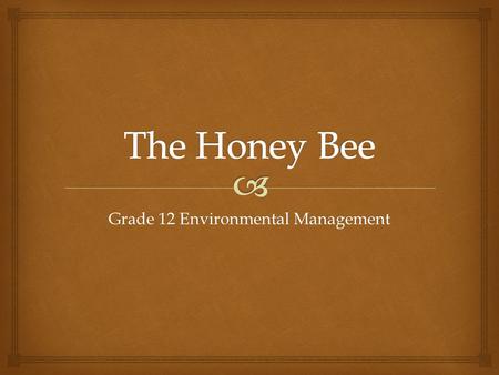 Grade 12 Environmental Management.   Bees going into their hive.