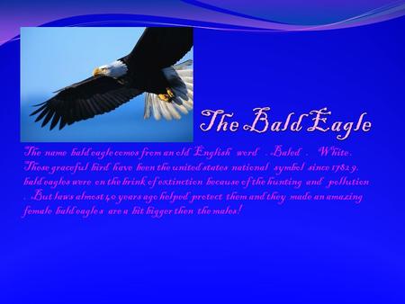The name bald eagle comes from an old English word. Baled. White. These graceful bird have been the united states national symbol since 1782 9. bald eagles.