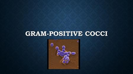 Gram-Positive Cocci.