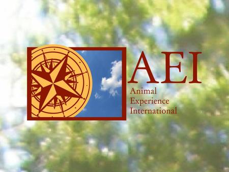 About AEI Animal Experience International matches people seeking volunteer positions with animal-related organizations around the world that need volunteers.