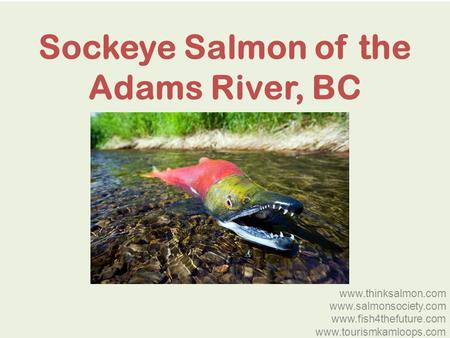 Sockeye Salmon of the Adams River, BC