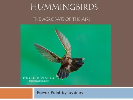 HUMMINGBIRDS THE ACROBATS OF THE AIR! Power Point by Sydney.