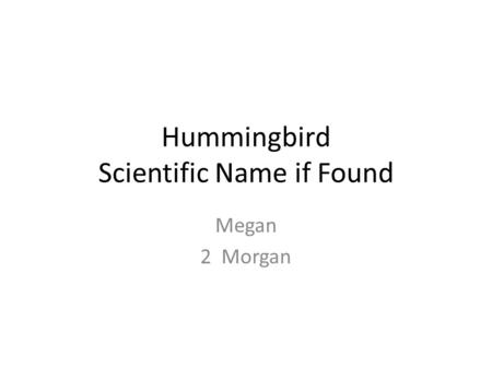 Hummingbird Scientific Name if Found Megan 2 Morgan.