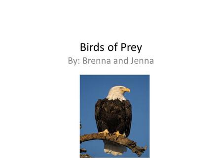 Birds of Prey By: Brenna and Jenna. Introduction Birds of prey hunt for their food. Birds of prey have sharp foot claws called talons. They have talons.