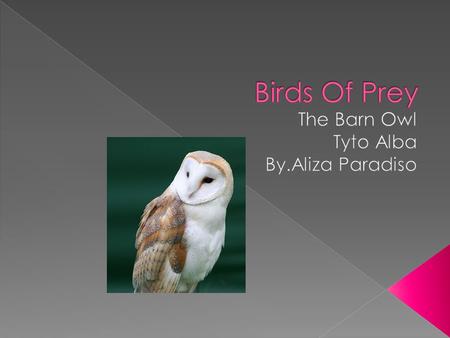 The Barn Owl eats small vertebrates….Also it eats rodents………It eats more than 1,000 rodents per year….It will snatch a young Chicken or a Guinea Pig once.