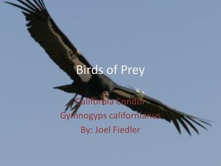 California Condor Gymnogyps californianus By: Joel Fiedler