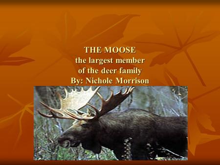 THE MOOSE the largest member of the deer family By: Nichole Morrison.