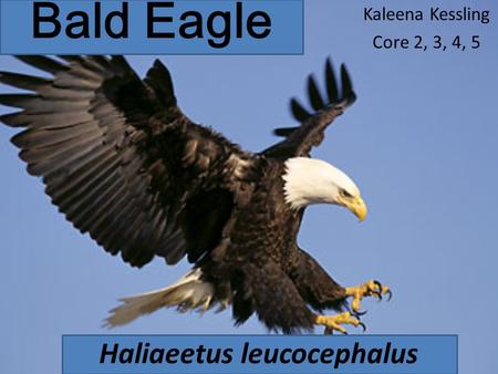 Kaleena Kessling Core 2, 3, 4, 5 Haliaeetus leucocephalus Bald Eagle.