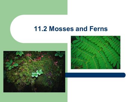 11.2 Mosses and Ferns. 11.2 Mosses & Ferns need moisture From original water-based plant forms, plants eventually adapted to life on land Plant life appeared.
