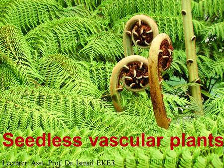 Seedless vascular plants