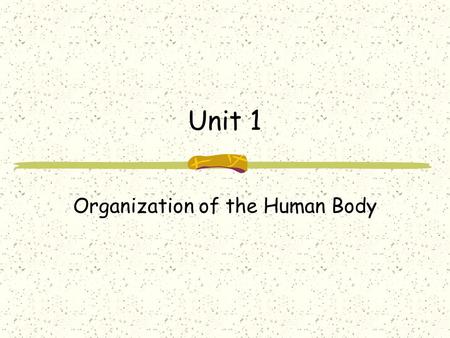 Unit 1 Organization of the Human Body. OBJECTIVES Define Anatomy and Physiology Describe the Structural Organization of the Human Body Explain how the.