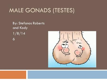 MALE GONADS (TESTES) By: Stefanos Roberts and Kody 1/8/14 6.