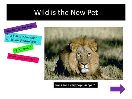 Wild is the New Pet Your killing them, their not killing themselves! Ways you can help! Freedom is Freedom! “But… But…” Lions are a very popular “pet”
