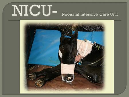  A volunteer program, that allows pre-vet students to work in the foal ICU at the vet school.  You may be allowed to perform treatments including: 