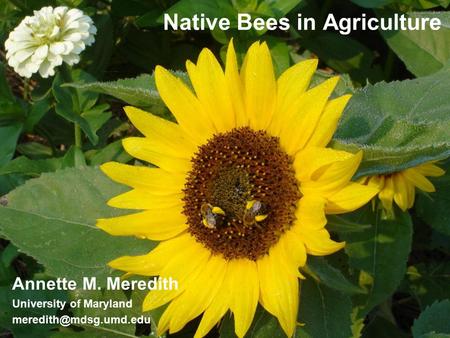Native Bees in Agriculture Annette M. Meredith University of Maryland