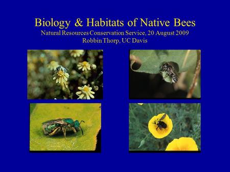 Biology & Habitats of Native Bees Natural Resources Conservation Service, 20 August 2009 Robbin Thorp, UC Davis.
