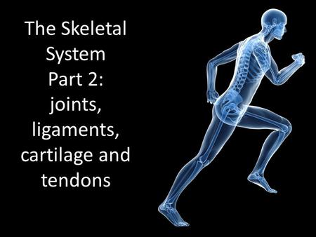 The Skeletal System Part 2: joints, ligaments, cartilage and tendons.
