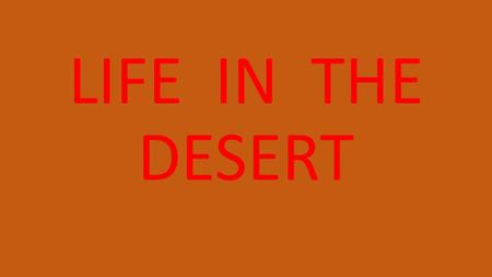 LIFE IN THE DESERT. THE COATIS OF THE SONORA DESERT.