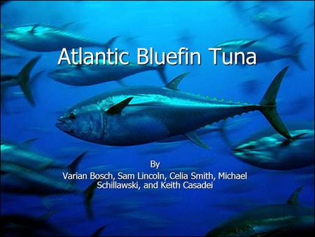 Atlantic Bluefin Tuna By