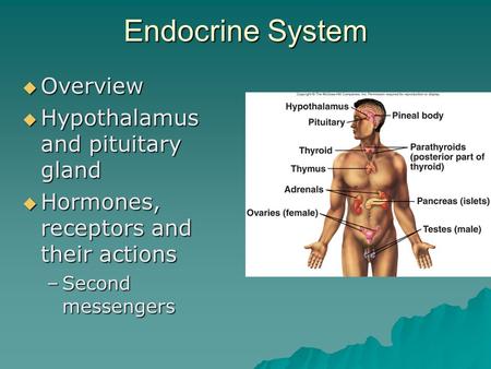 Endocrine System  Overview  Hypothalamus and pituitary gland  Hormones, receptors and their actions –Second messengers.