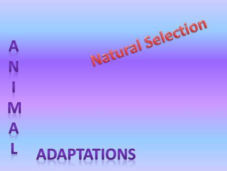 Natural Selection Anim A l ADAPTATIONS.