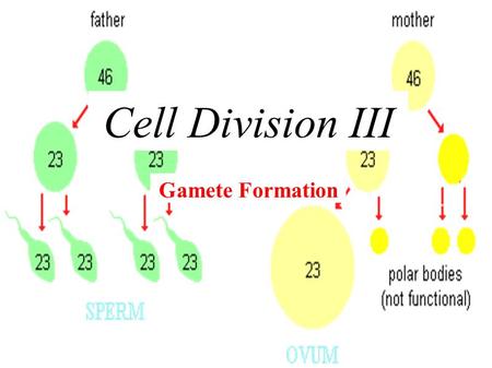 Gamete Formation Cell Division III. S1-1-05 Illustrate and explain the production of male and female gametes. S1-1-07 Compare sexual and asexual reproduction.