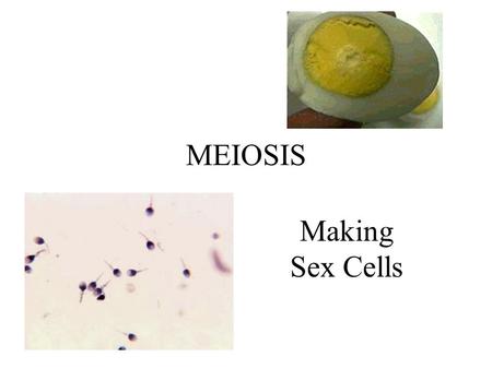 MEIOSIS Making Sex Cells.