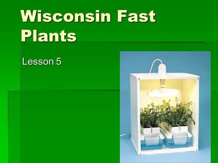 Wisconsin Fast Plants Lesson 5.