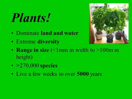 Plants! Dominate land and water Extreme diversity Range in size ( 100m in height) >270,000 species Live a few weeks to over 5000 years.